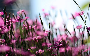 pink flowers with green grass during day time