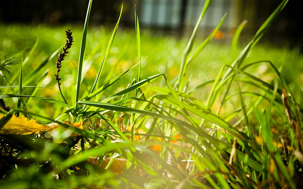 green grass field close up photo HD wallpaper
