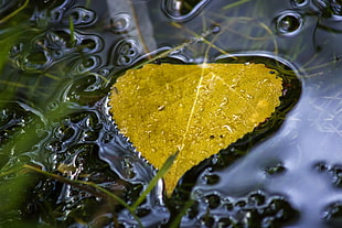 brown leaf on body of water HD wallpaper