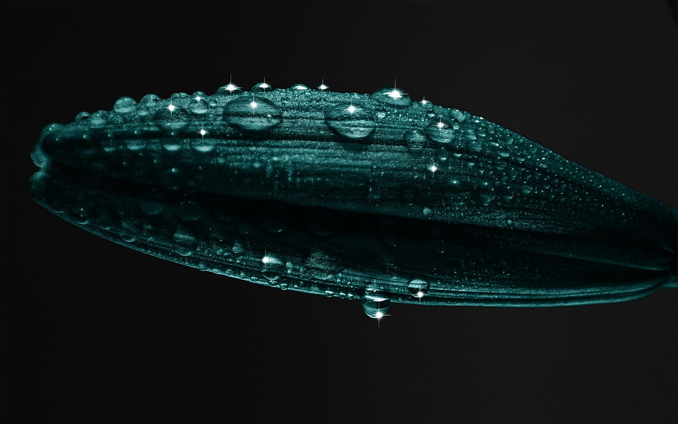green leaf with dewdrops HD wallpaper