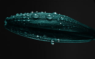 green leaf with dewdrops