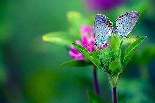 two blue butterflies, macro, plants, flowers, lepidoptera