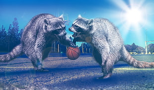 two raccoons playing basketball illustrations HD wallpaper