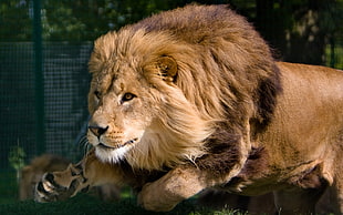 brown lion