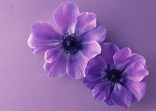purple anemone flowers, Purple flowers, HD