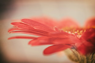 red petaled flower close up photography HD wallpaper