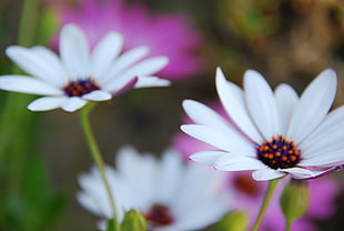 shallow focus photography of three white flowers