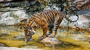 brown and black tiger figurine, tiger HD wallpaper