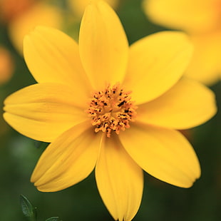 yellow flower in tilt shift lens photography