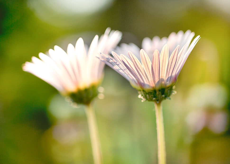 depth of field photography of two white petaled flowers HD wallpaper