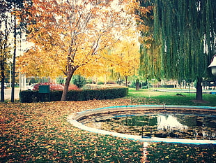 Iran, kermanshah, fall, trees HD wallpaper
