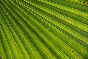 Leaf,  Palm,  Plant,  Drops