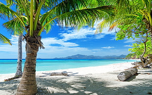 coconut tree, landscape, beach, tropical, sea HD wallpaper