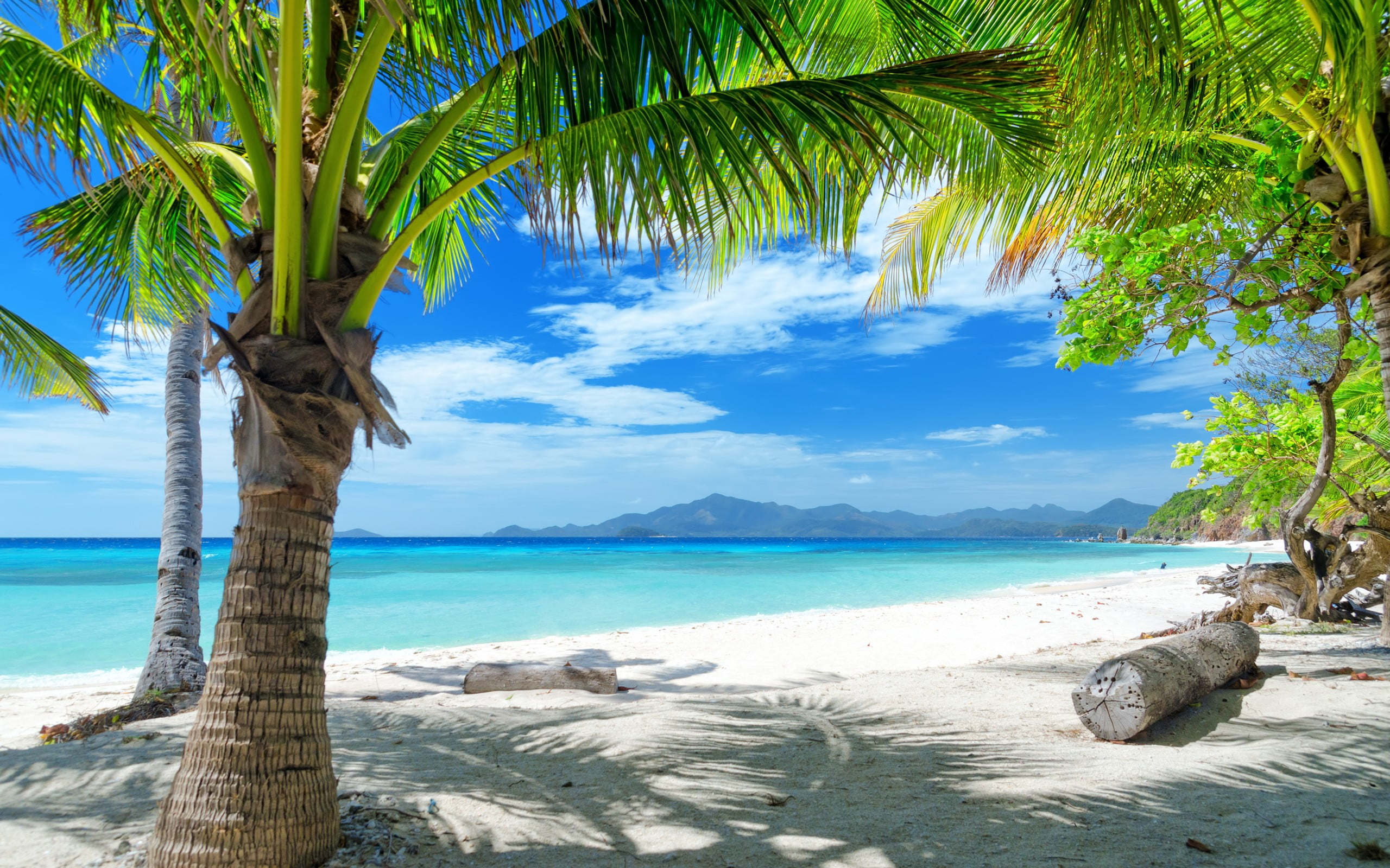 Coconut tree, landscape, beach, tropical, sea HD wallpaper | Wallpaper