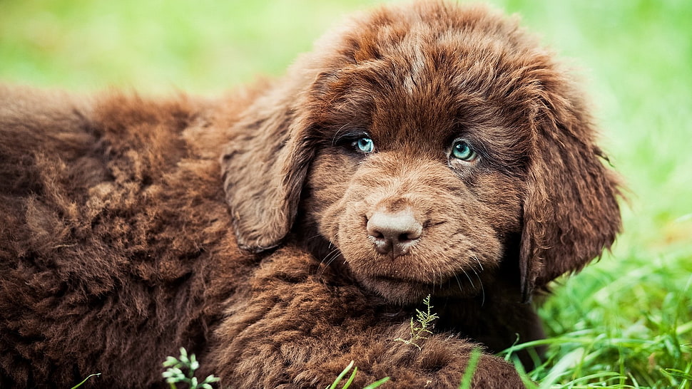 long-coated brown puppy, animals, Newfoundland, dog HD wallpaper