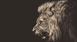 illustration of lion, lion, monochrome, animals, yellow eyes HD wallpaper