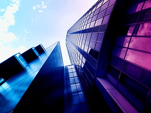 blue and purple building HD wallpaper