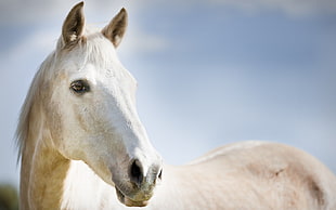 still life photo of white horse