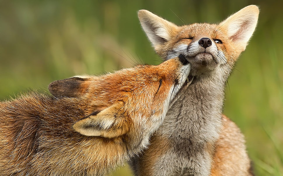 two orange fox, animals, fox HD wallpaper