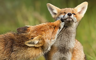 two orange fox, animals, fox