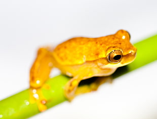 close up photo of brown Tree Frog on green stem, hyla