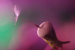 macro photo of white Dandelion flower