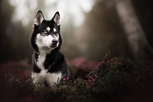 black Siberian Husky puppy in tilt shift photography