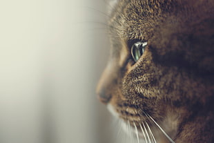 closed photo of cat HD wallpaper