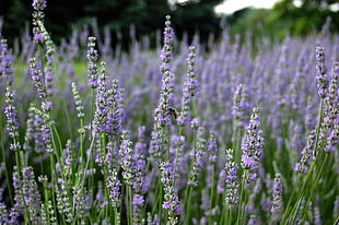 purple Lavender field selective focus photography HD wallpaper