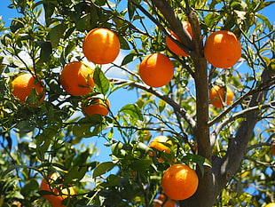 Orange Tree HD wallpaper