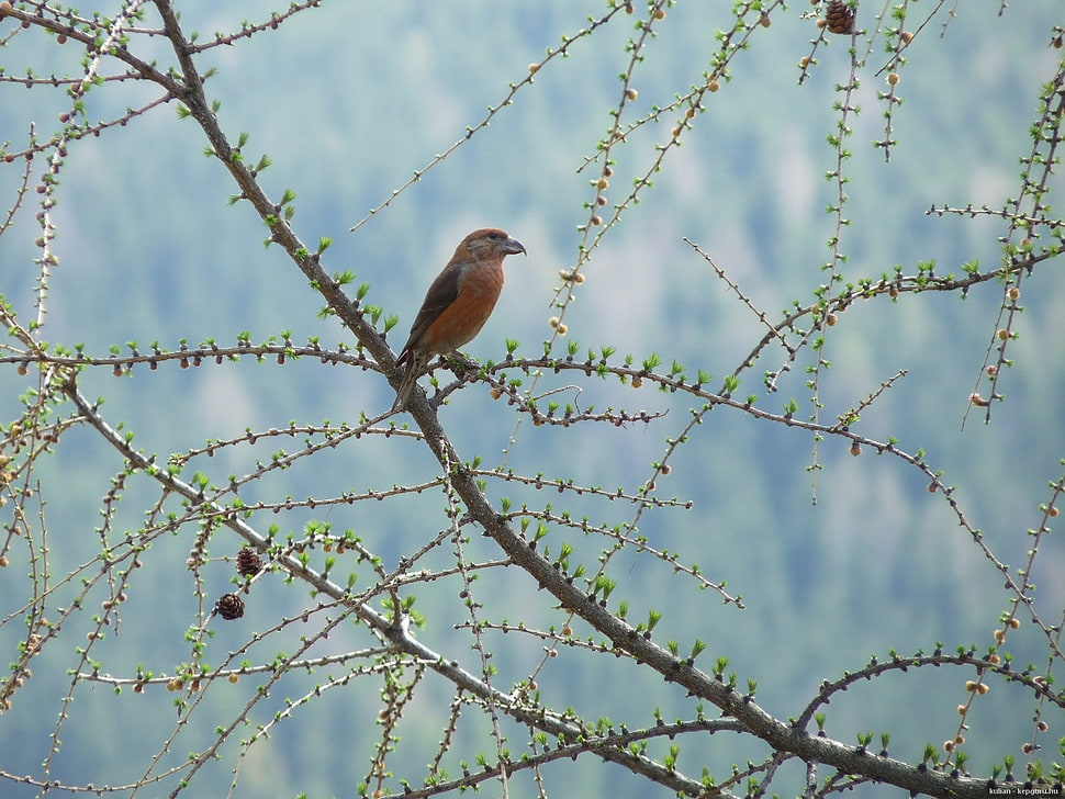 Yellow and black Bird on tree trunk HD wallpaper