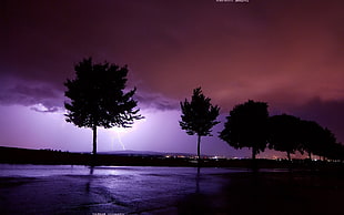 silhouette photo of trees with lightning background HD wallpaper