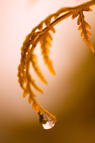 close-up photo of brown leaf HD wallpaper