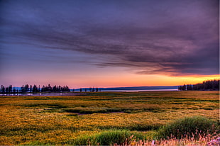 brown and green grass field, yellowstone lake