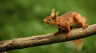 brown squirrel on top of tree branch