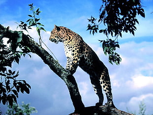 adult cheetah, leopard, animals, nature, leopard (animal)