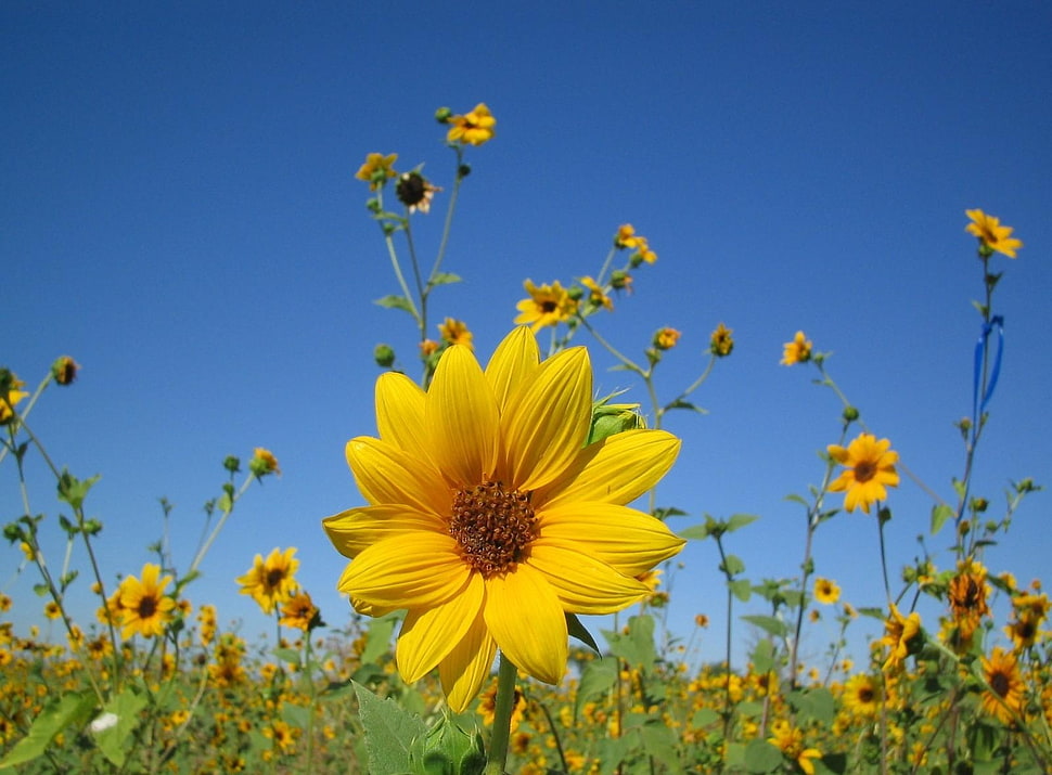 yellow Calendula flower field HD wallpaper