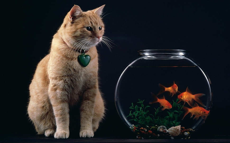 silver tabby cat sitting near in clear glass fish bowl with four gold fish in dark room HD wallpaper