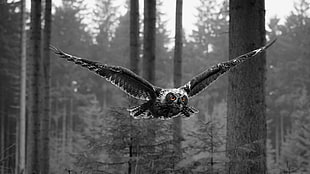 gray owl, selective coloring, animals, owl