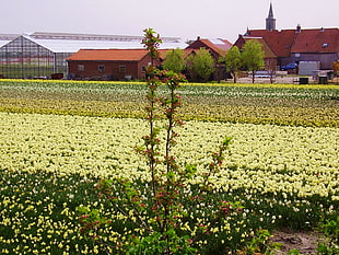 yellow petaled flowers field at daytime