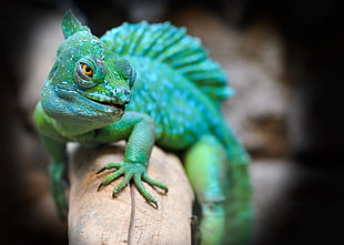 chameleon in autofocus HD wallpaper