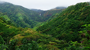 birds eye view of green mountains, Hawaii, Maui, tropical forest, tropics