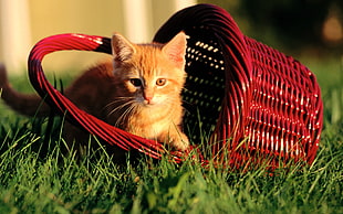 red wicker basket near orange tabby kitten