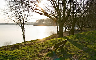 brown wooden bench near tree and body of water during daytime