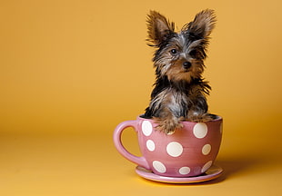 Yorkshire Terrier puppy on pink ceramic mug