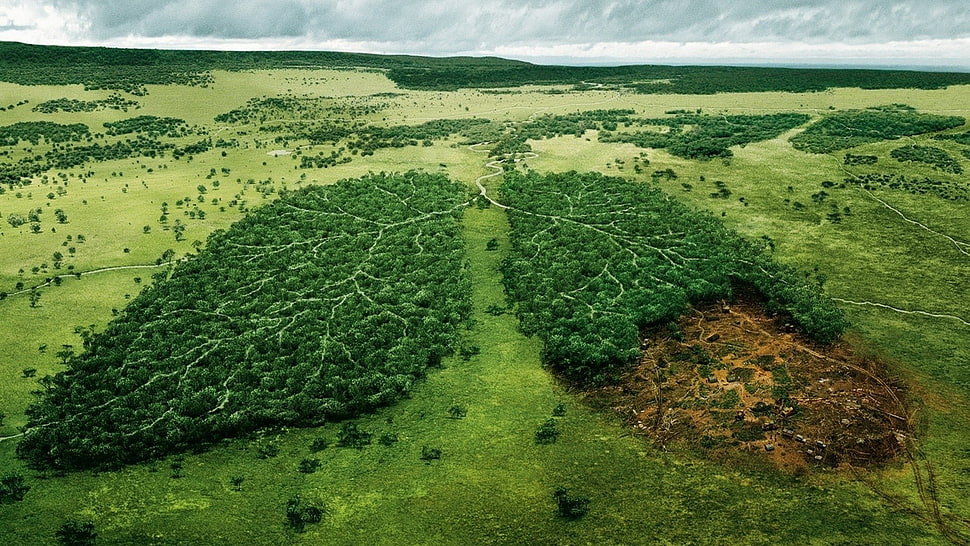 green lung forest artwork, creativity, forest, lungs HD wallpaper