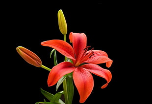 macro shot of orange 5-petal flower