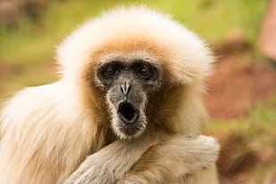 macro shot photography of white baboon