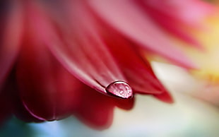 macro photo of pink Daisy flower with water droplet