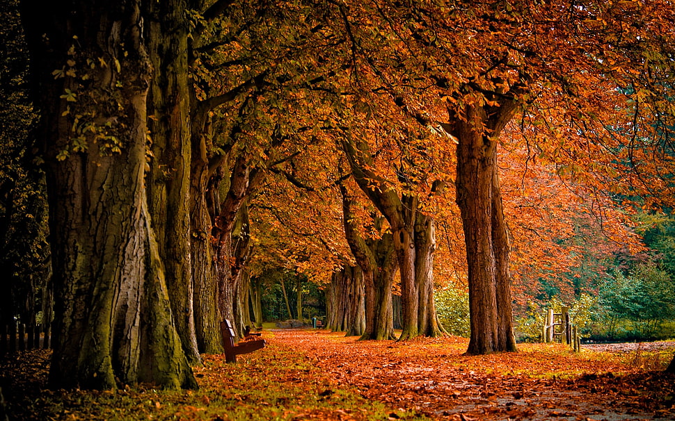 orange tree pathway HD wallpaper